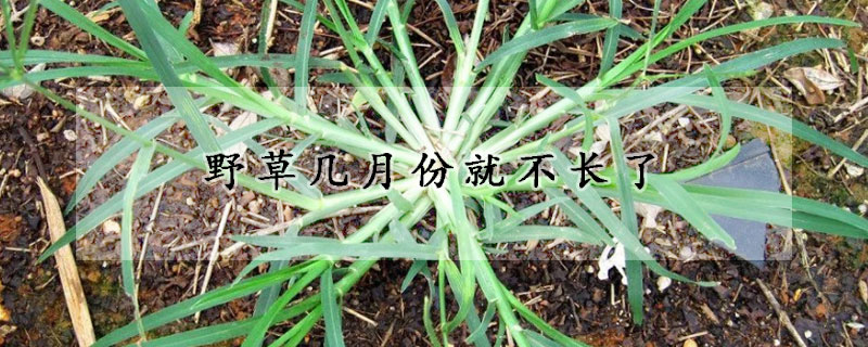 野草幾月份就不長了