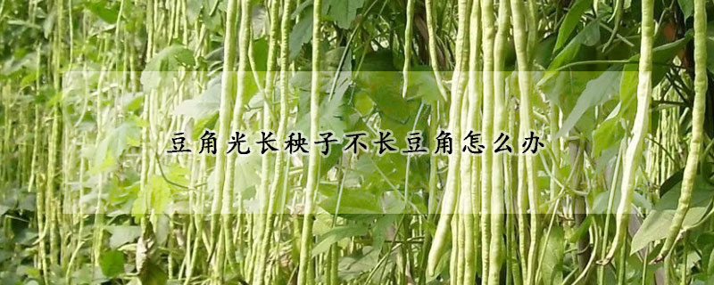 豆角光長秧子不長豆角怎麼辦