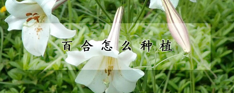 百合怎麼種植