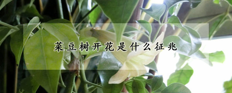 菜豆樹開花是什麼征兆