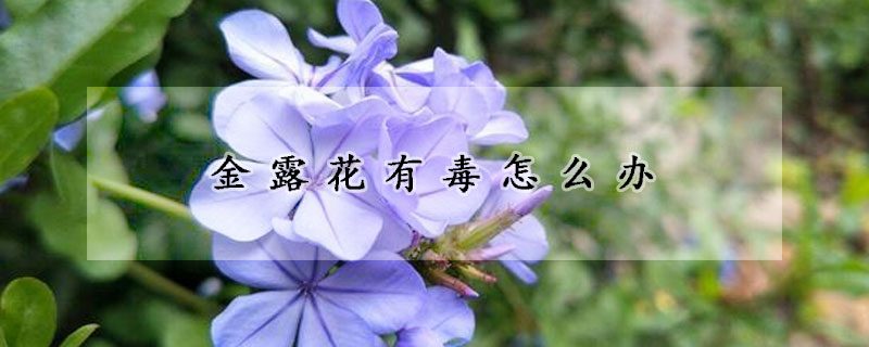 金露花有毒怎麼辦