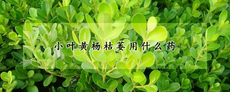 小葉黃楊枯萎用什麼藥