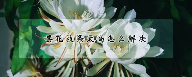 曇花枝條太高怎麼解決