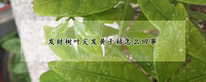 發財樹葉尖發黃幹枯怎麼回事