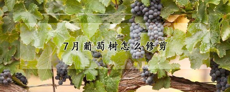 7月葡萄樹怎麼修剪