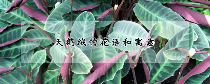 天鵝絨的花語和寓意