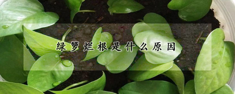 綠籮爛根是什麼原因