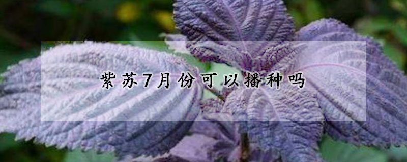 紫蘇7月份可以播種嗎