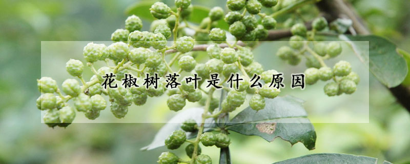 花椒樹落葉是什麼原因