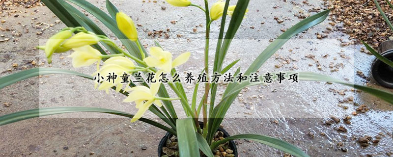 小神童蘭花怎麼養殖方法和注意事項