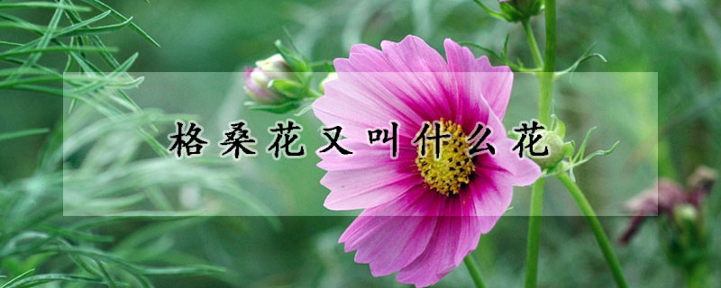 格桑花又叫什麼花