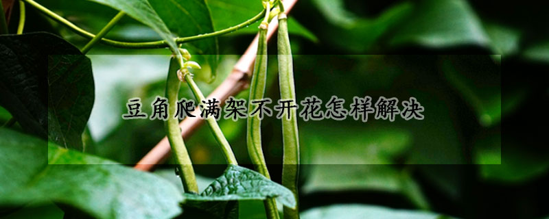 豆角爬滿架不開花怎樣解決