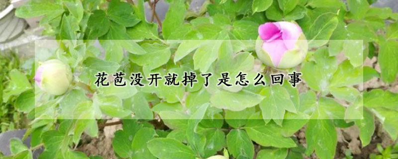 花苞沒開就掉了是怎麼回事