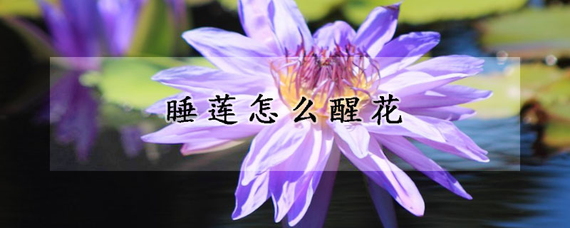 睡蓮怎麼醒花