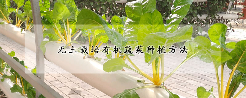 無土栽培有機蔬菜種植方法