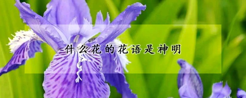 什麼花的花語是神明