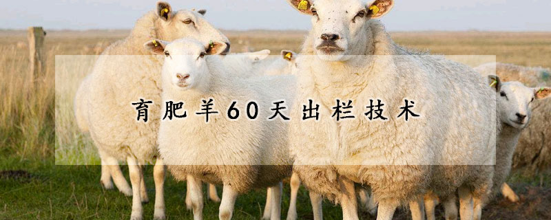 育肥羊60天出欄技術