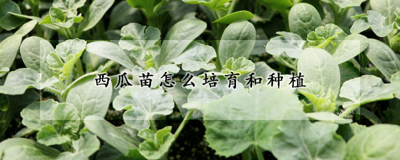 西瓜苗怎麼培育和種植