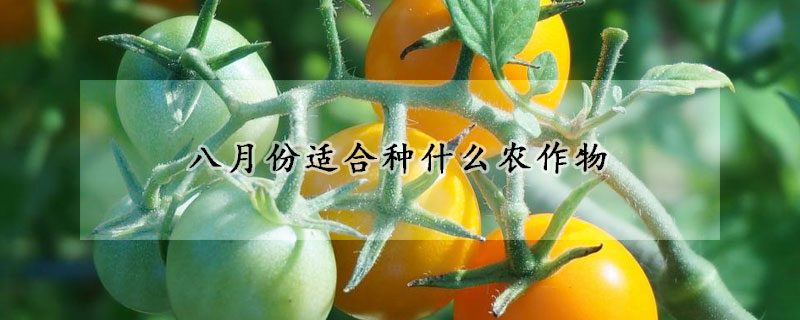 八月份適合種什麼農作物