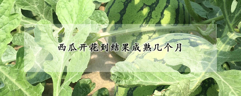 西瓜開花到結果成熟幾個月