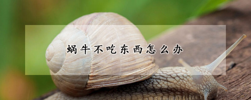 蝸牛不吃東西怎麼辦