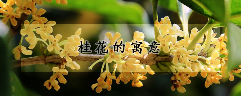 桂花的寓意