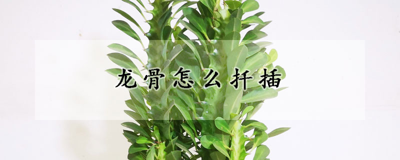 龍骨怎麼扡插