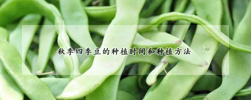 秋季四季豆的種植時間和種植方法