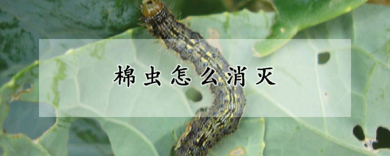 棉蟲怎麼消滅