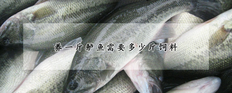 養一斤鱸魚需要多少斤飼料