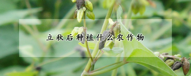 立秋後種植什麼農作物