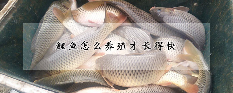 鯉魚怎麼養殖才長得快