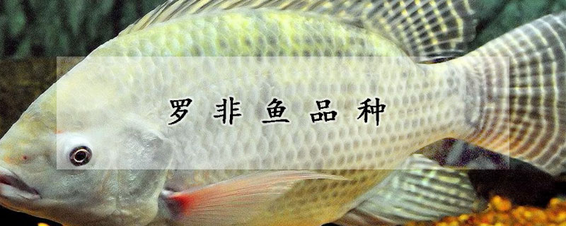 羅非魚品種