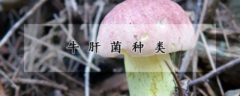 牛肝菌種類