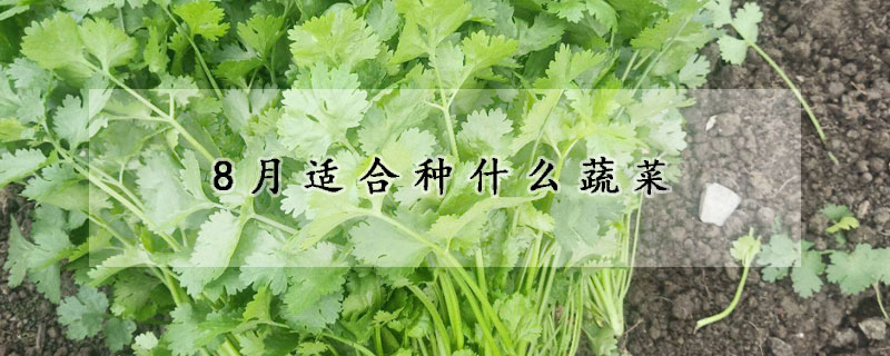 8月適合種什麼蔬菜