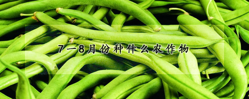 7一8月份種什麼農作物