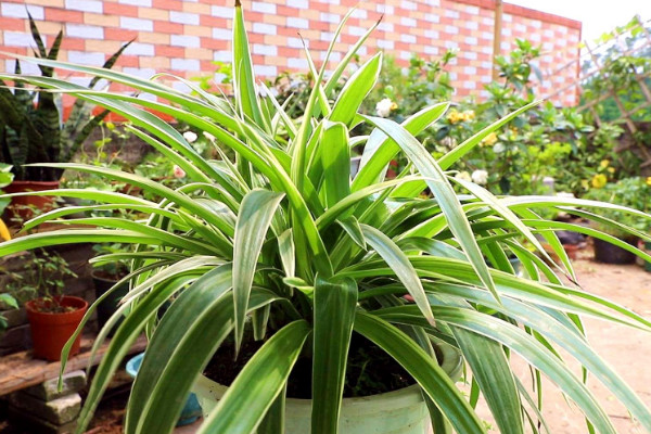 臥室最適合養什麼植物 適合放在臥室的植物