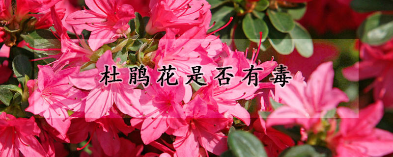 杜鵑花是否有毒