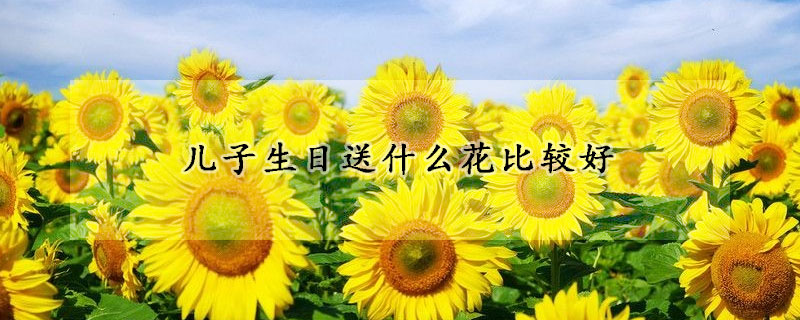 兒子生日送什麼花比較好