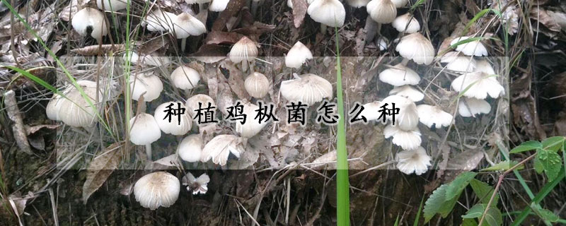 種植雞樅菌怎麼種