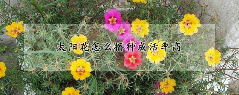 太陽花怎麼播種成活率高