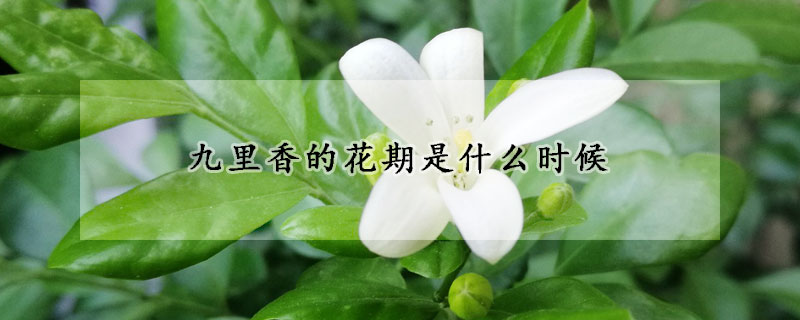 九裏香的花期是什麼時候