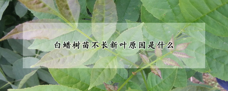 白蠟樹苗不長新葉原因是什麼