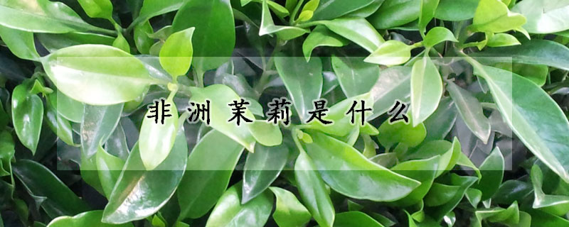 非洲茉莉是什麼