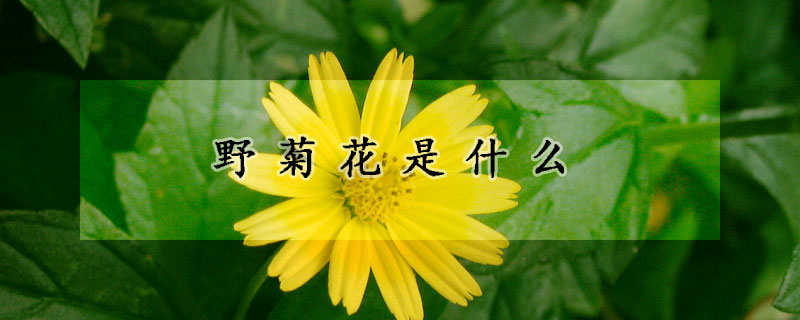 野菊花是什麼