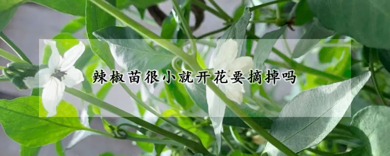 辣椒苗很小就開花要摘掉嗎