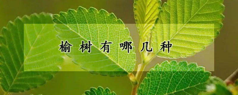 榆樹有哪幾種