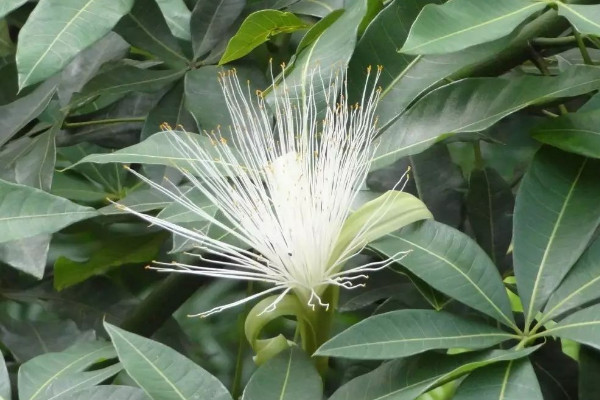 發財樹開花代表風水 發財樹放哪好