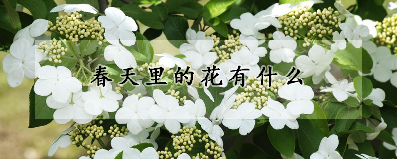 春天裏的花有什麼