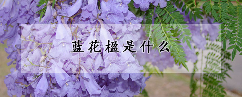 藍花楹是什麼